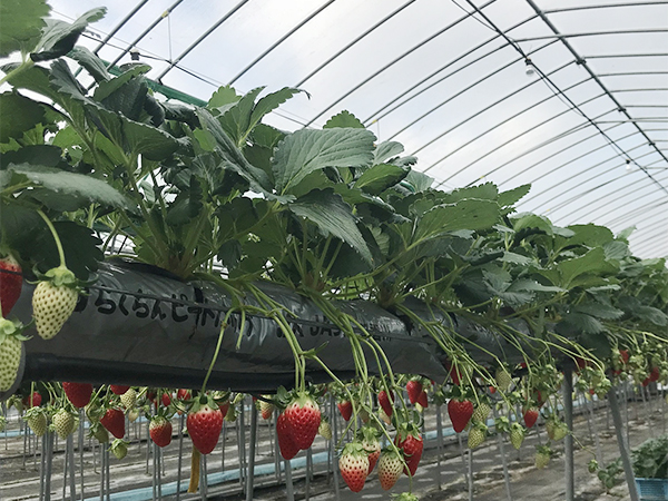 Hydroponic soil cultivation of strawberries by using peat bag on elevated benches