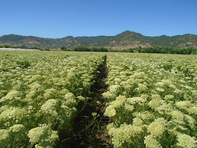 Seed Production